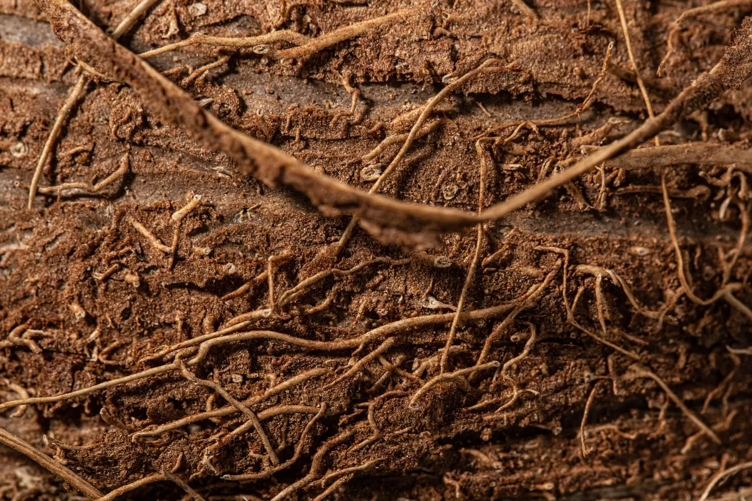 Ashwagandha: Warum der Withanolide-Gehalt über die Wirkung entscheidet